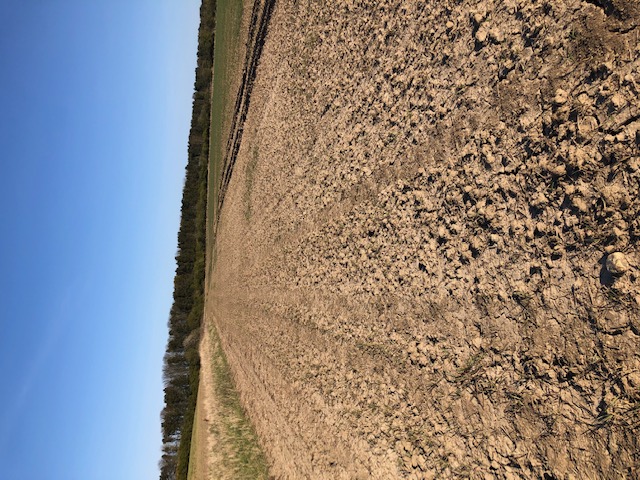 Ditch