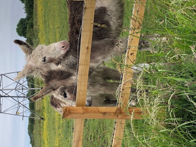Donkeys