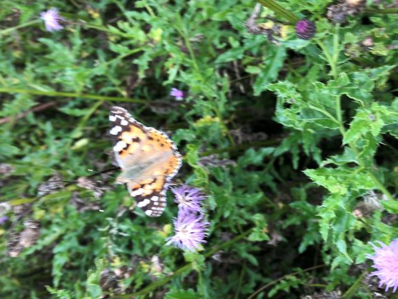 Painted lady