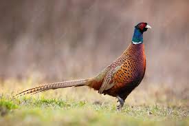 Pheasant