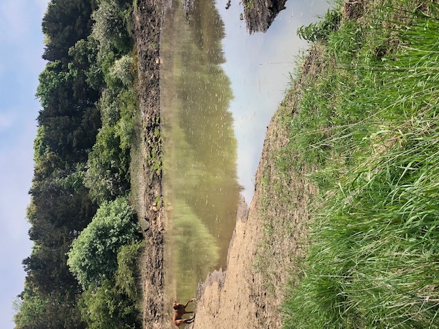 Pond