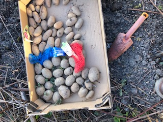Potatoes