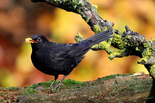 blackbird 205352 640 1