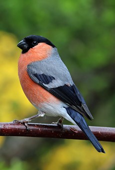 bullfinch 1399055 340