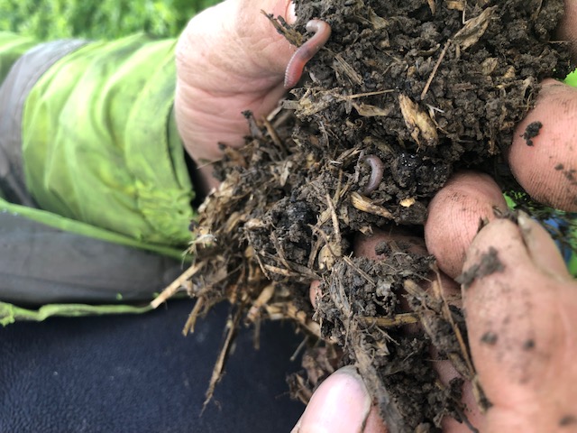 cover crops