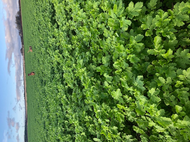 cover crops 2