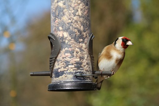 goldfinch 1251025 340