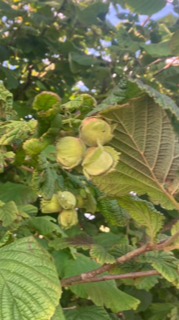 hazelnut 3