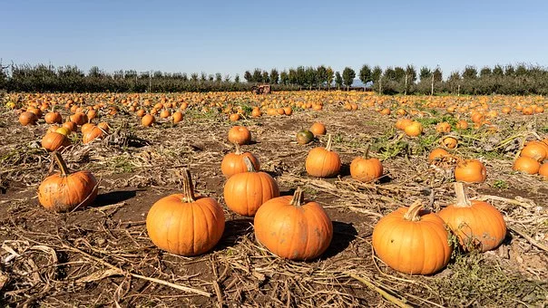 pumpkin 4540291 340