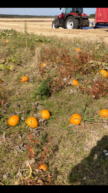 pumpkins