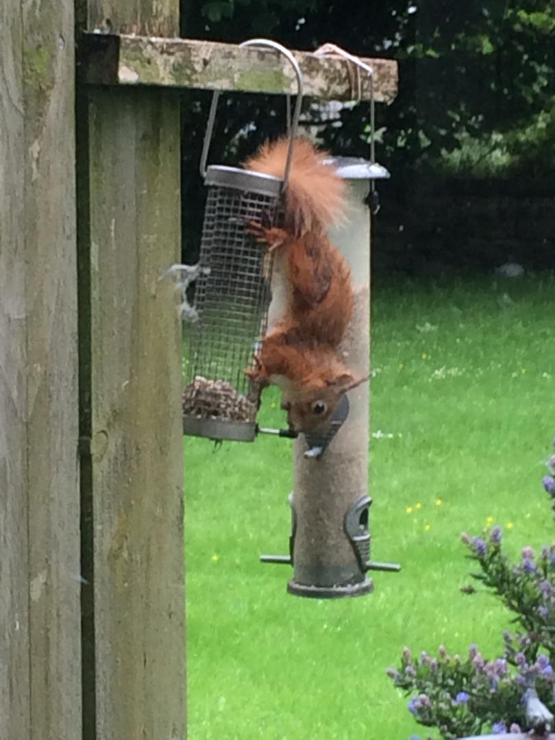 squirrel