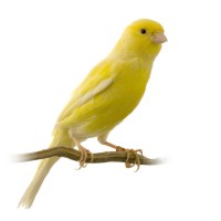 laverockhallfarm-caged-bird-seed-food-online