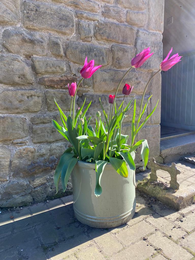tulip