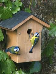 Bird box 2