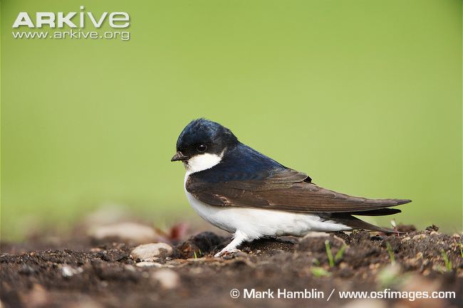 House martin portrait