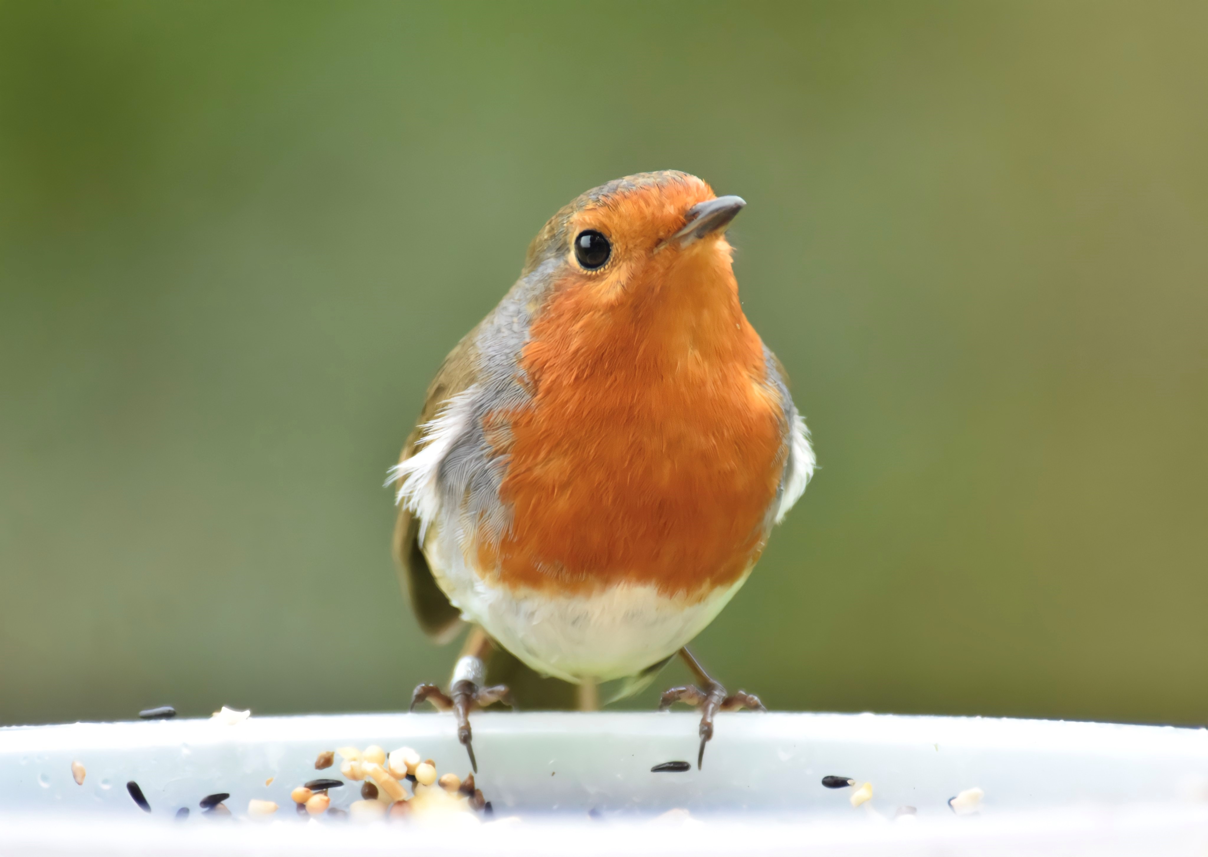 Robin no waste or RASB